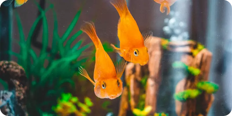 Goldfish कैसी दिखती है