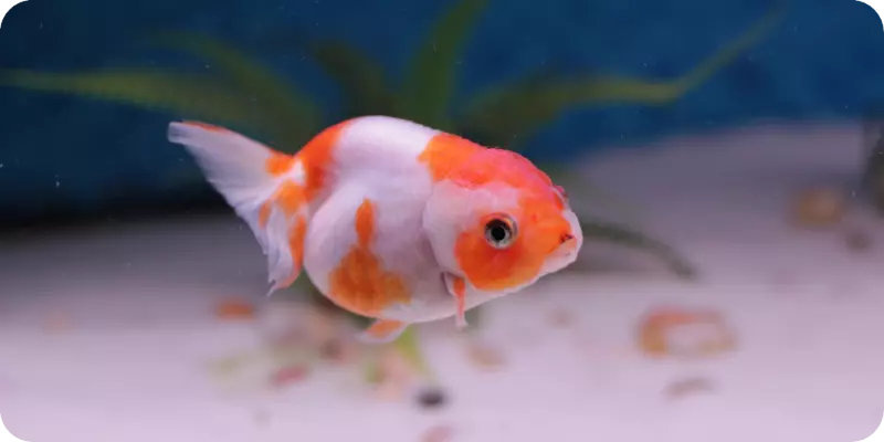 Goldfish क्या खाती है