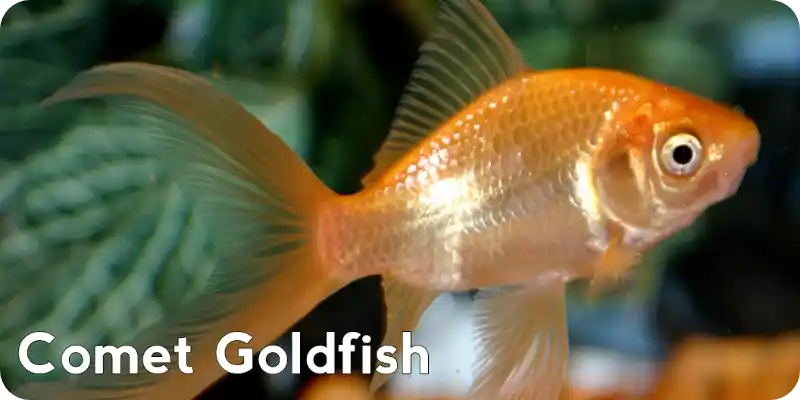 Comet Goldfish