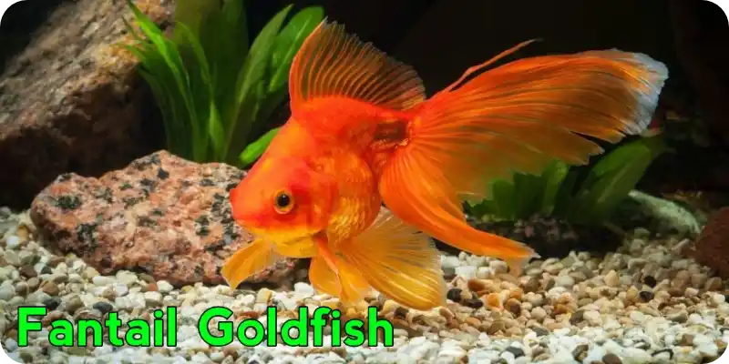 Fantail Goldfish
